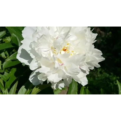 Білий пион на зеленому фоні - Весільна / Весільна