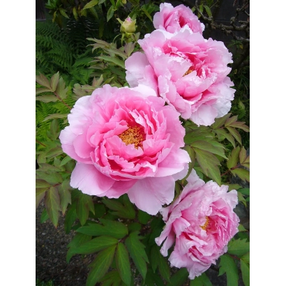 Рожеві піони на фоні зелені - ВОРОБЬОВСЬКИЙ