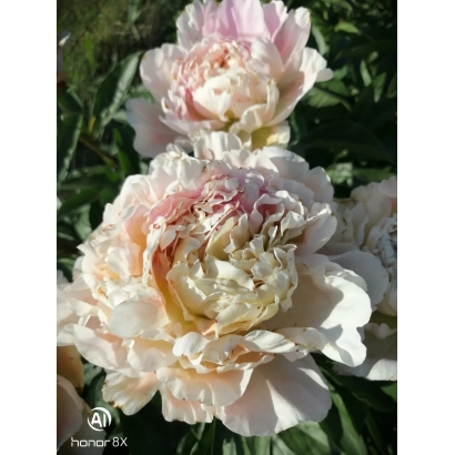 Пион Загадка Херсонеса на зеленому фоні - Загадка Херсонесу