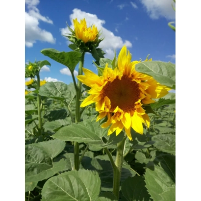 Поле соняшника на фоні блакитного неба - 1100 ІМІ