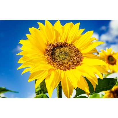 Соняшник на фоні блакитного неба - 1100 СТ