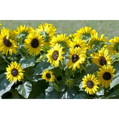 Поле соняшника - 1112 ЛЕ