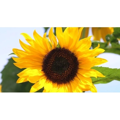 Соняшник на фоні неба, частина квітка видно в кадрі. - 1349 ІМІ