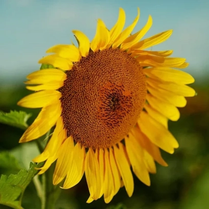 Сонячне поле з крупним планом квітки соняшника - 1563/1-1