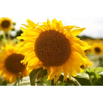 Соняшник на полі, без назви продукту - 16 З 09