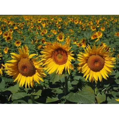 Поле соняшника з крупним планом квітів - 2343 СТ