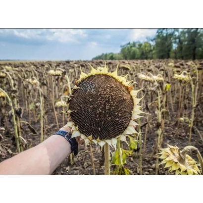 Sunflower variety 3129 A in field