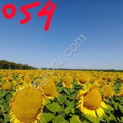 Sunflower field with text 054 - 325 DMRS NS