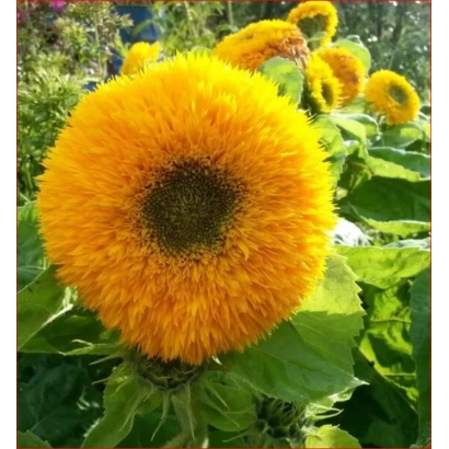 Сонячне поле з яскравими підсонячниками - 41 Р