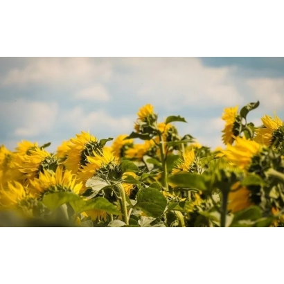 Поле соняшника на фоні блакитного неба - 7 ПАЦИ 80 Р