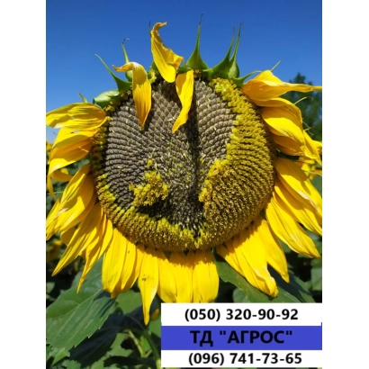 Соняцник на фоні неба з контактами ТД АГРОС - 7 ПНВВФ 24 А