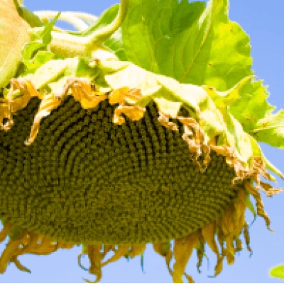 Свежесобранный подсолнечник 7 ПВВЛХ 62 Р на фоне неба