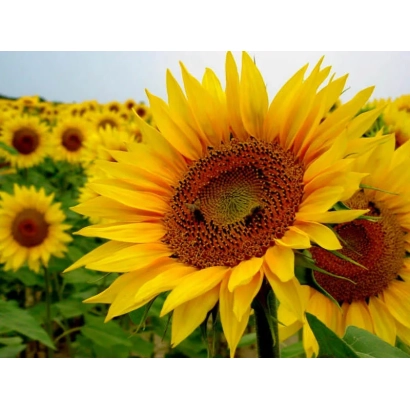 Поле подсолнечника с крупным цветком на переднем плане - А 121 Б