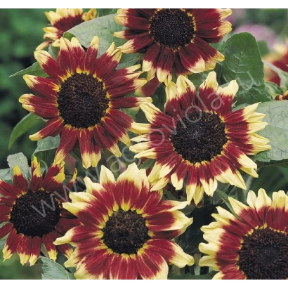 Соняцникові з червоно-жовтими пелюстками на зеленому фоні - А 2306 Ф