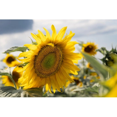 Соняшник на полі, що відповідає категорії Підсоняшник - А 59