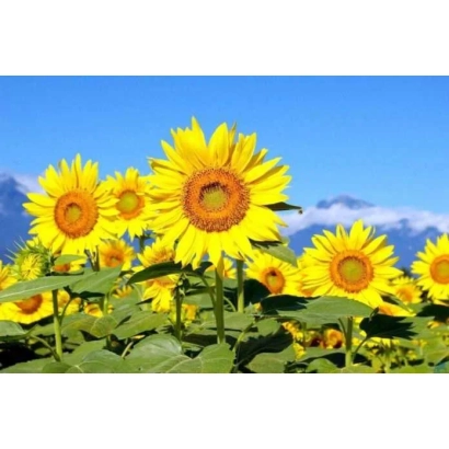 Поле соняшника на фоні синього неба - А 69