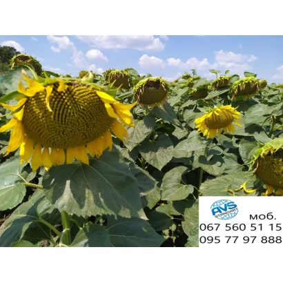 Поле соняшника з великою квіткою на передньому плані, логотип та контактні дані в кутку. - А 77