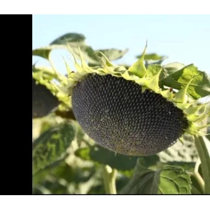 Соняшник на полі - А 94