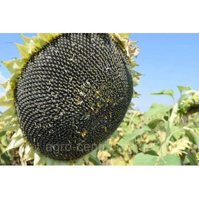 Зріла головка соняшника сорту ААС335 на фоні поля