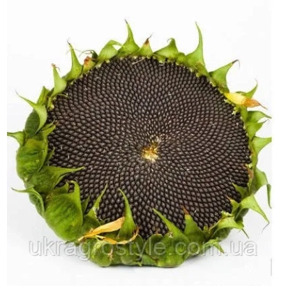 Свежесобранный подсолнечник сорта Агат на белом фоне