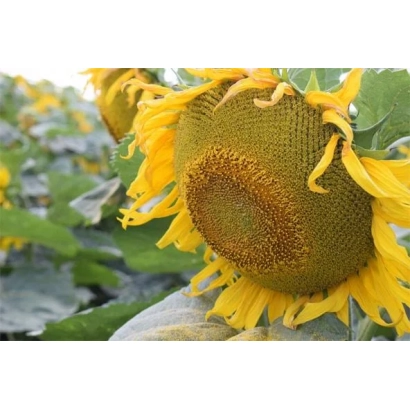 Солнечник на поле, крупный план цветка - Ай Дар