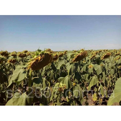 Поле подсолнечника на фоне голубого неба - Айтана
