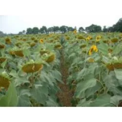 Sunflower field with no visible product name - AK-0324 F1