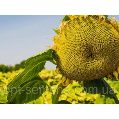 Подсолнечник на полі, крупний план головки - Академічний