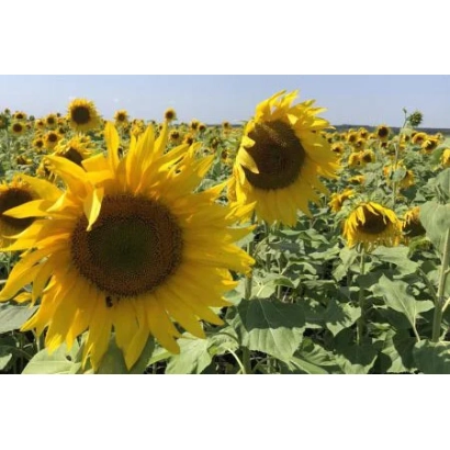 Поле соняшника з крупним планом квітки - АКТИВ