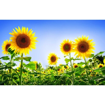 Sunflower field against a blue sky - Albatros