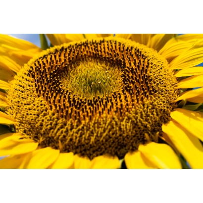 Макросьомка квітки підсонячника - Аладдін