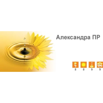 Солнечное поле с надписью Александра ПР