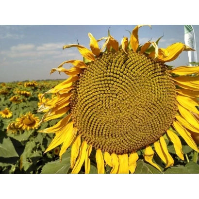 Sunflower field with a large flower in the foreground - ALIUM