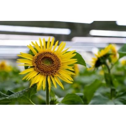 Солнечник на поле, часть продукта Ялот