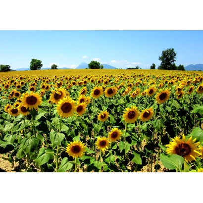 Поле соняшника на тлі гір - Алтай