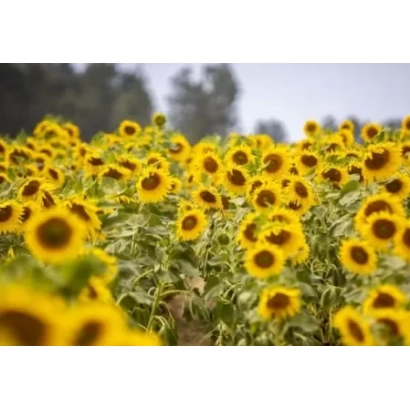 Поле соняшника на фоні неба - АЛВІ