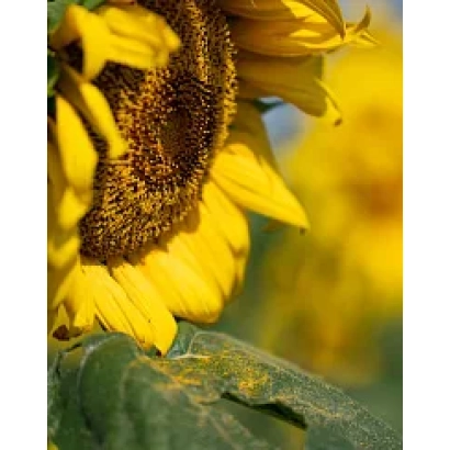 Солнечник на поле, крупный план цветка - Ампилл