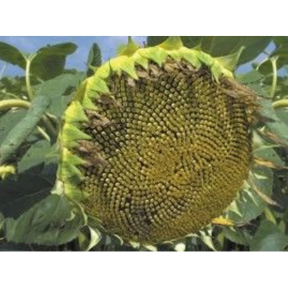 Созревающий подсолнух на поле - Анастасия ОР