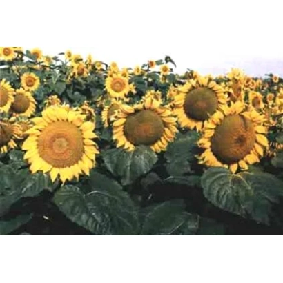 Поле подсолнечника с крупным планом цветков - Ант