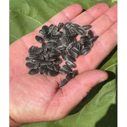 Насіння соняшнику Янтар в долоні на фоні зеленого листка - Бурштин