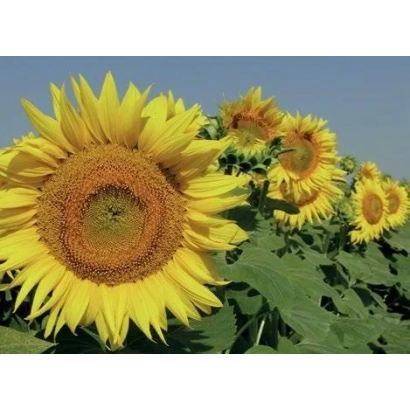 Сонячні квіти соняшника на тлі блакитного неба - АРІДИНА