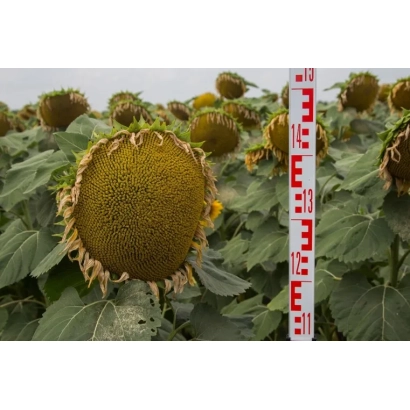 Соняшник сорту АРІС на полі з мірною рейкою