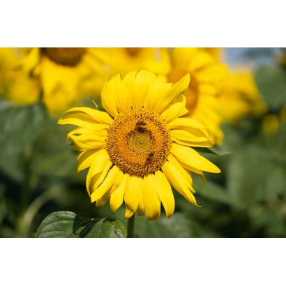 Соняшник на полі без назви продукту - АРЛІН