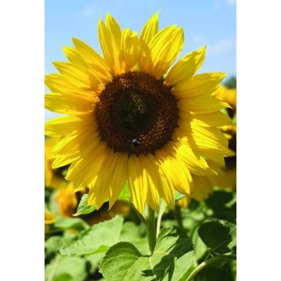 Sunflower in field, no product name visible - ARLLEM CLP