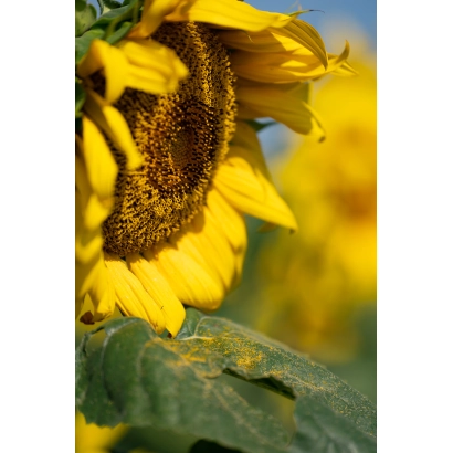 Соняшник на тлі поля, крупний план квітка - АРСЕНАЛ ОР