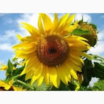 Солнцецвет на фоне неба - АС 34103