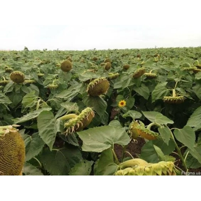 Поле подсолнечника с крупными семенами на стадии созревания - АС 34110