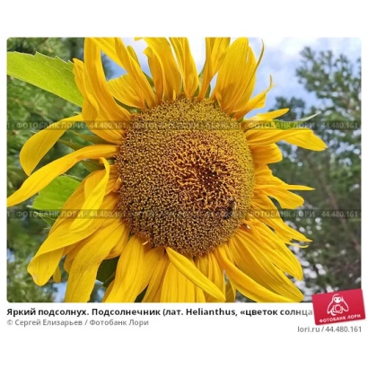 Солнцецвет Яскравий | Bright, подсолнечник, желтый цветок