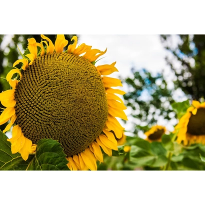 Солнцелист на поле - Ясон