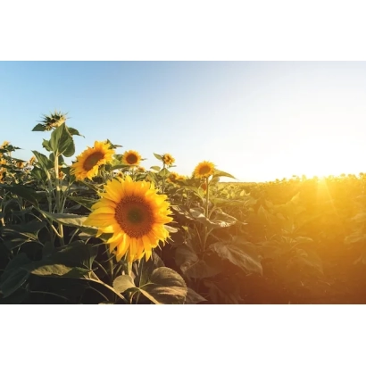 Sunflower field at sunset - AT 2721